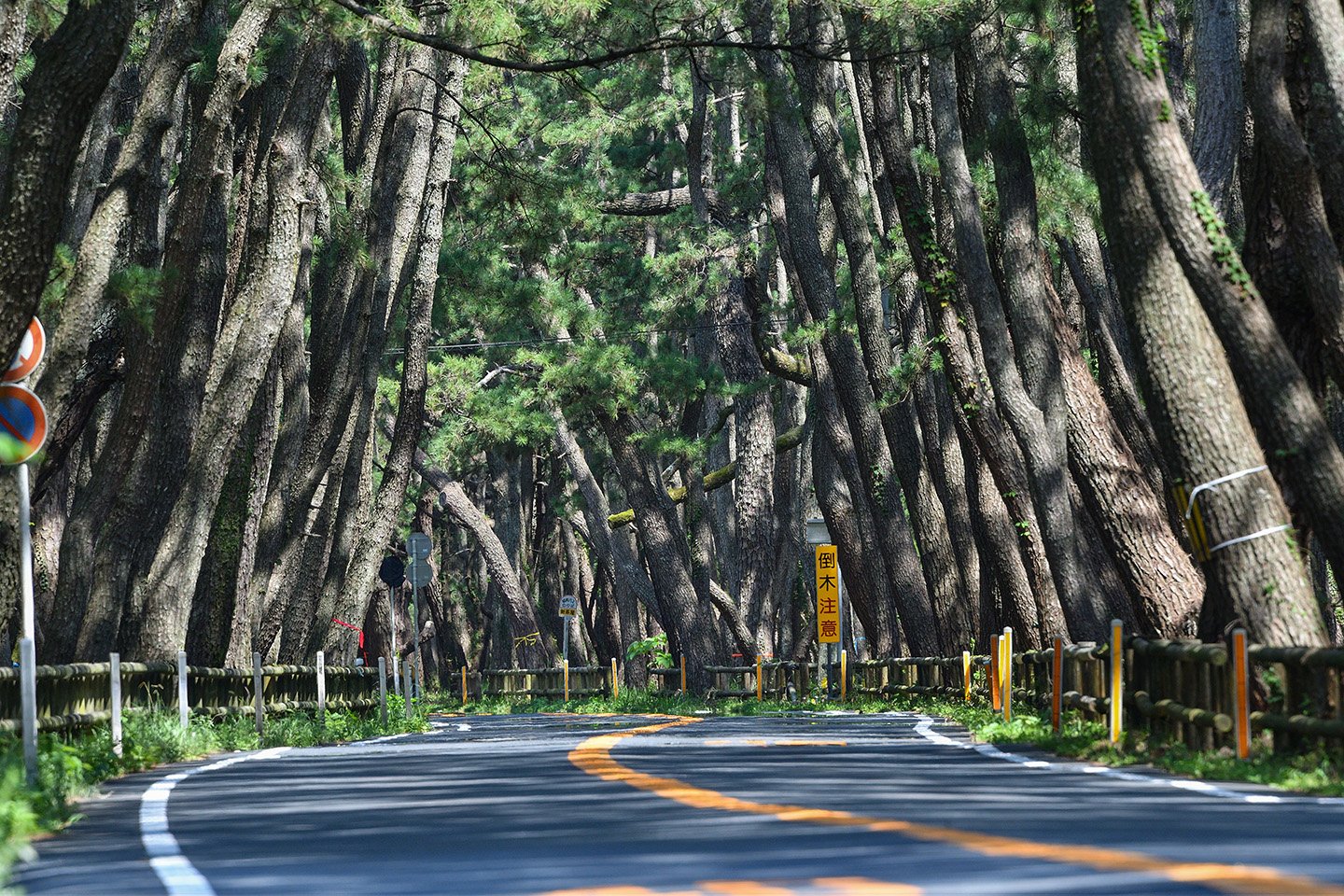 🌲 무지개 소나무숲(니지노마쓰바라) 이미지 1